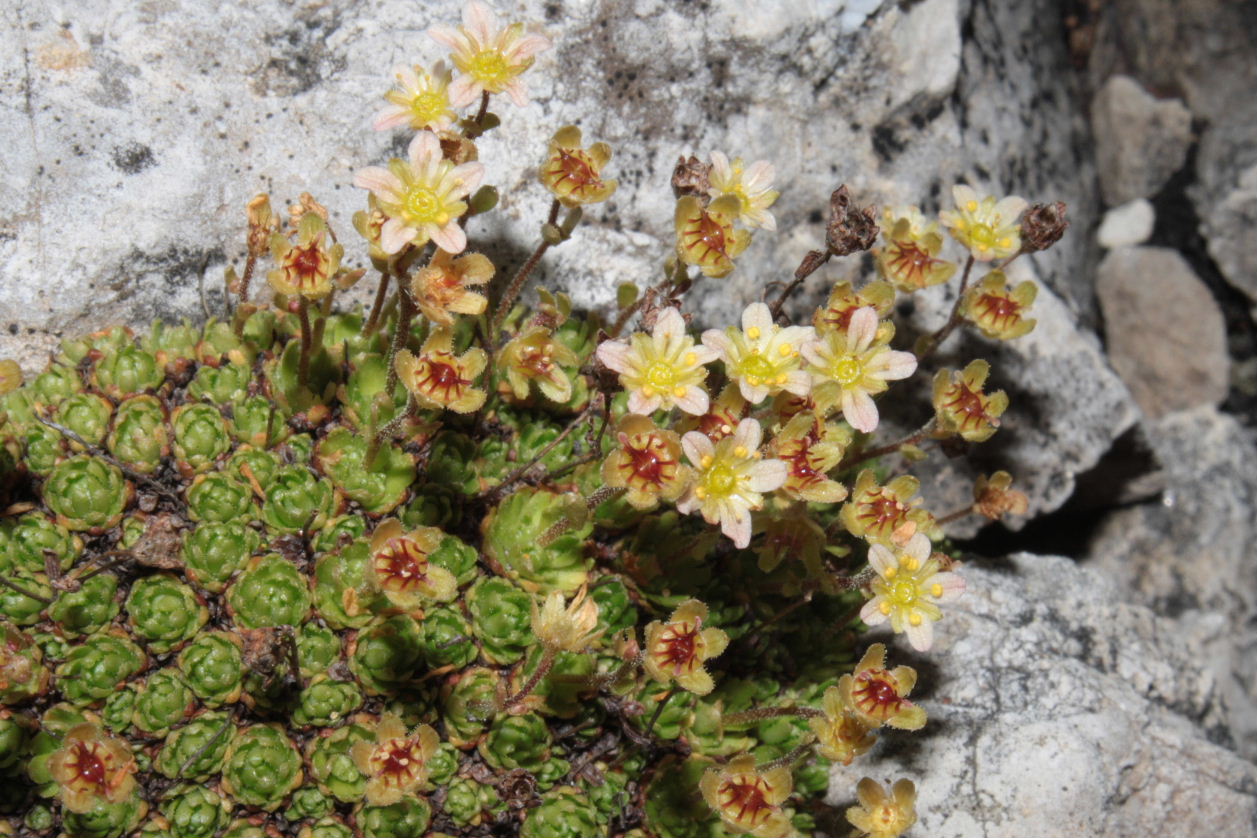 Saxifraga exarata subsp. moschata / Sassifraga muschiata